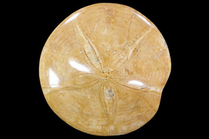 Polished Fossil Sand Dollar (Mepygurus) - Jurassic #88392